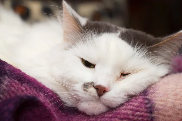 Sick white cat — Stock Photo, Image