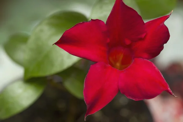 Kırmızı Dipladenia çiçek — Stok fotoğraf