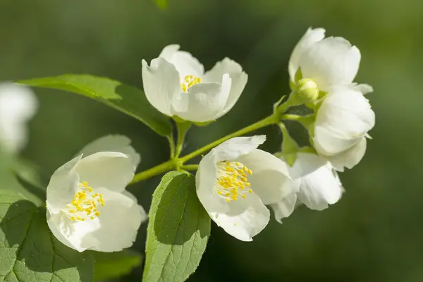 Falsas flores de naranjo — Foto de Stock