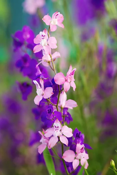 Coloridas flores de Delphinium —  Fotos de Stock