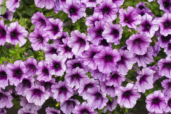 Rózsaszín petunia virág — Stock Fotó