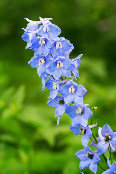 Mavi delphinium çiçek — Stok fotoğraf