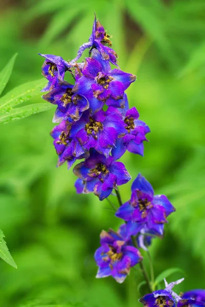 Flores de delphinium violeta — Fotografia de Stock