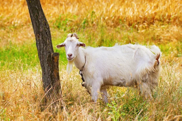 A goat at pasture — Stock Photo, Image