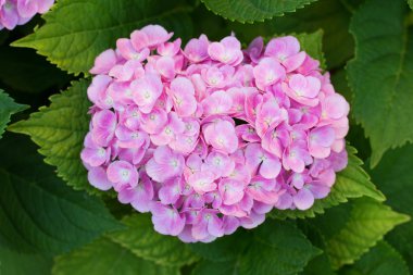 Pembe HORTENSIA çiçek