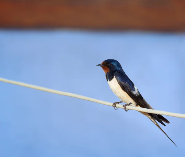 Barn swallow on the wire — Stock Photo, Image