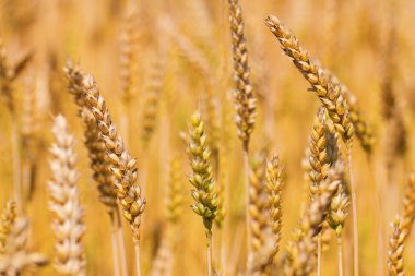 Buğday olgun spikelets