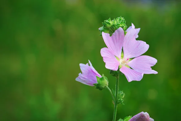 Lavatera thuringiaca flor — Fotografia de Stock