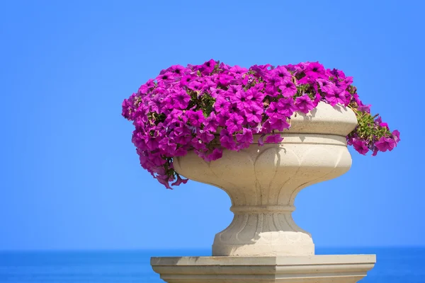 Eine Vase mit Petunienblüten — Stockfoto