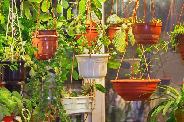 Potted decorative plants — Stock Photo, Image