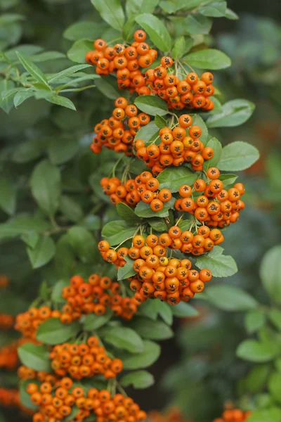 Pyracantha Firethorn ягоди — стокове фото