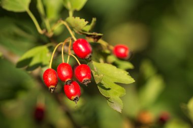 Ağustos ayında kızamık çilek