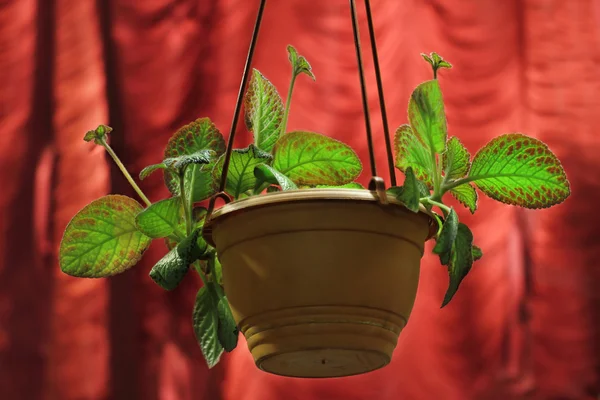 Kamerplant in bloempot — Stockfoto