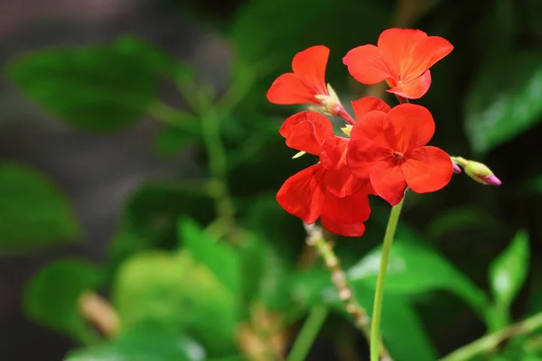 Pelargonium vermelho — Fotografia de Stock