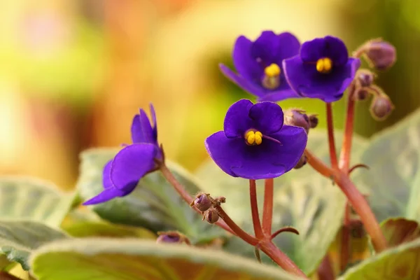 Violeta Saintpaulia —  Fotos de Stock