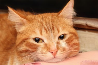 Kırmızı kedi closeup