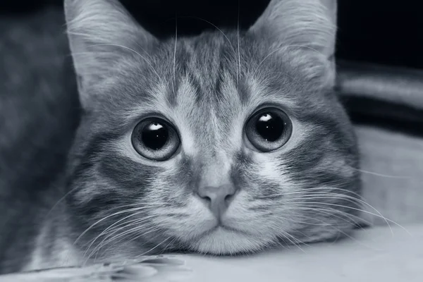 Closeup de gato — Fotografia de Stock