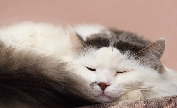 Sleepy cat — Stock Photo, Image