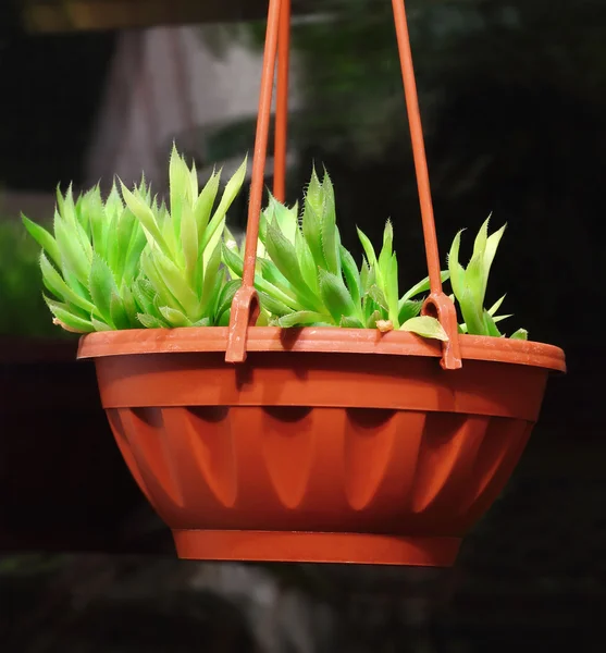 Pflanze Agave — Stockfoto