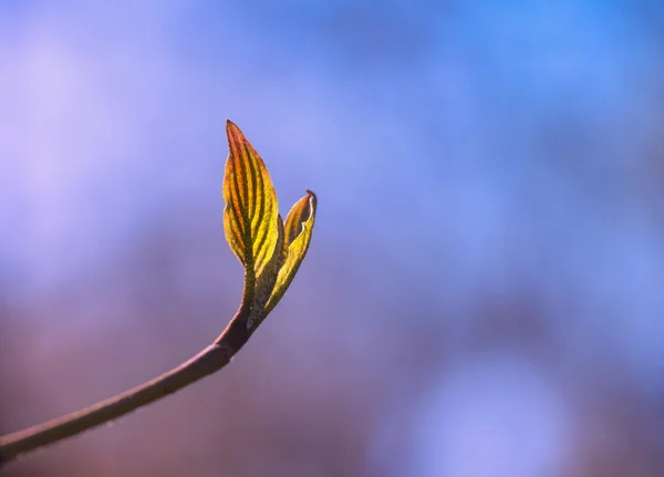 Primavera temprana — Foto de Stock