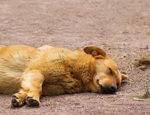 Köpek uyurken — Stok fotoğraf