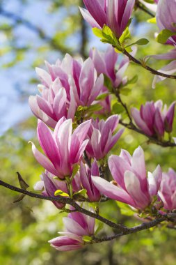 pembe Manolya çiçek