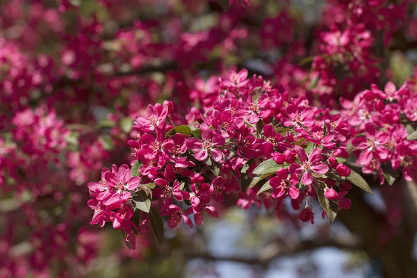 Flores de cereja rosa — Fotografia de Stock