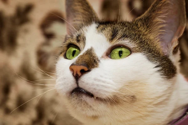 Closeup of a cat — Stock Photo, Image