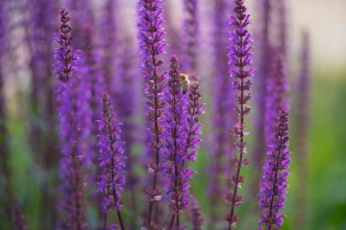 Salvia nemorosa, ormanlık adaçayı, Balkan bilgesi, mavi adaçayı ya da dışarıda yetişen yabani adaçayı çiçeği
