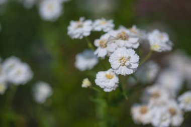 Achillea abrotanoides, ayçiçeği familyasından uzun ömürlü bir bitki türü..