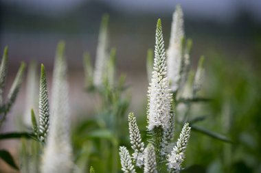 Veronica Longifolia 'nın beyaz çiçekleri, bahçe hız kuyusu olarak da bilinir, Plantaginaceae familyasından bir çiçek bitkisidir..