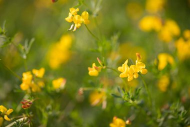 Kuş ayağı folyosunun sarı çiçekleri (Lotus corniculatus var. japonicus)