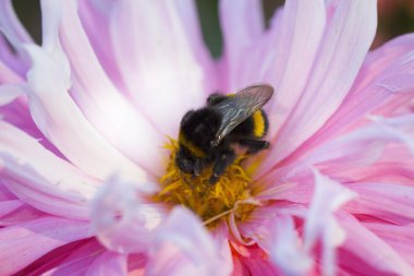 Arı nektarı toplamak bumble