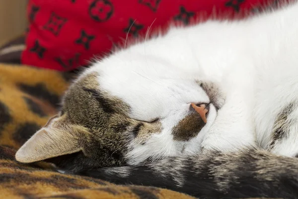 Spící kříženec kočka doma — Stock fotografie