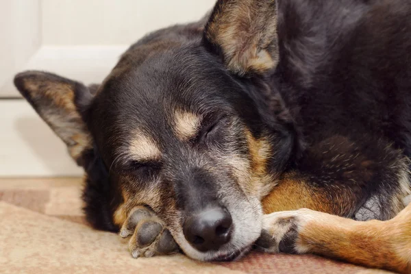 Schlafender Schäferhund — Stockfoto