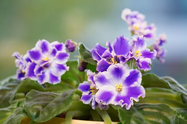 Flor de saintpaulia azul —  Fotos de Stock