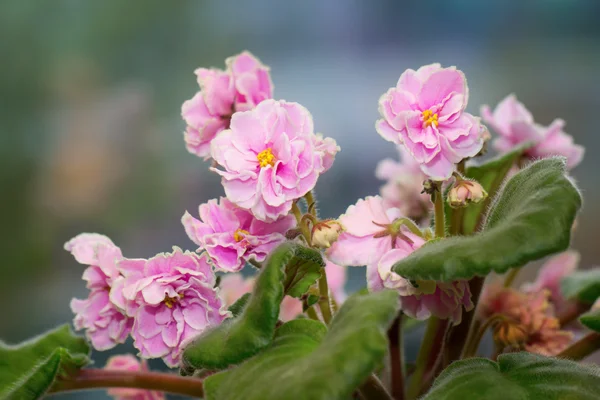 Flor interior - rosa saintpaulia en flor sobre fondo natural —  Fotos de Stock