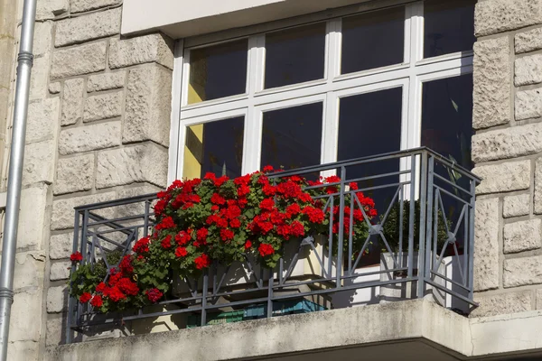 Pelargonium vermelho crescendo na varanda — Fotografia de Stock