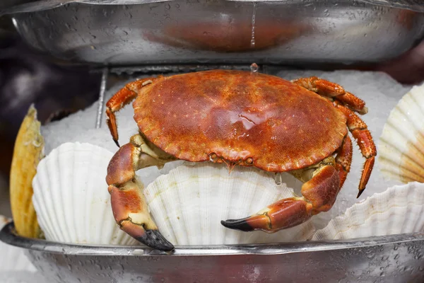 Served crab in ice — Stock Photo, Image