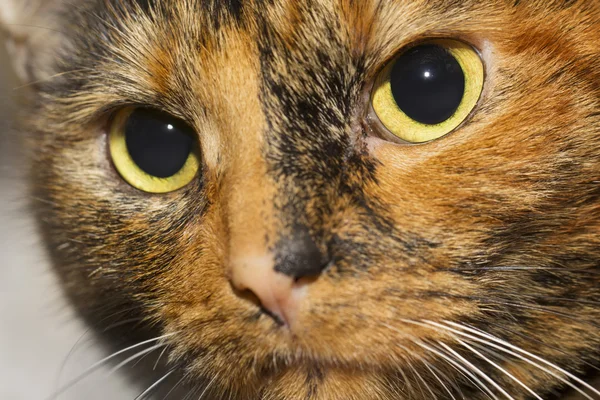 Tortoiseshell cat closeup portrait — Stock Photo, Image