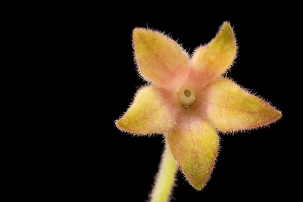 Flor fucsia beige — Foto de Stock