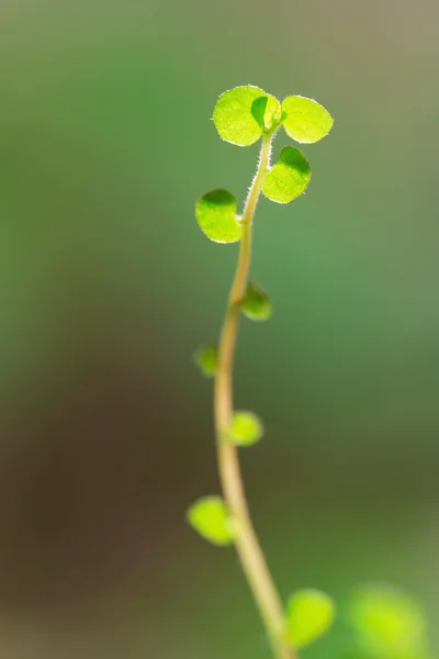 Yeşil yeni Filiz — Stok fotoğraf