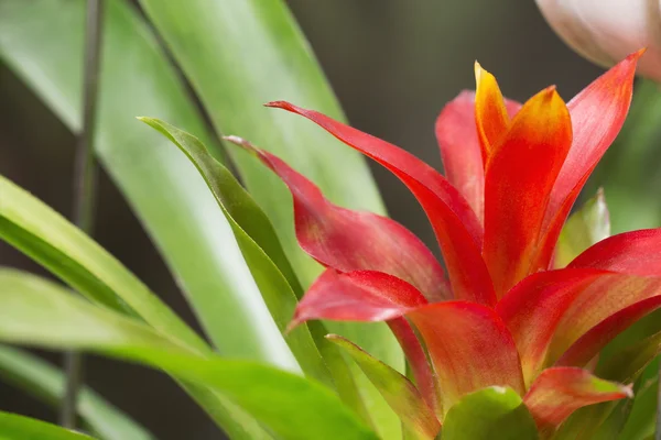 Flor vermelha da Guzmania — Fotografia de Stock