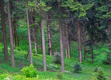 Yeşil orman kenarı