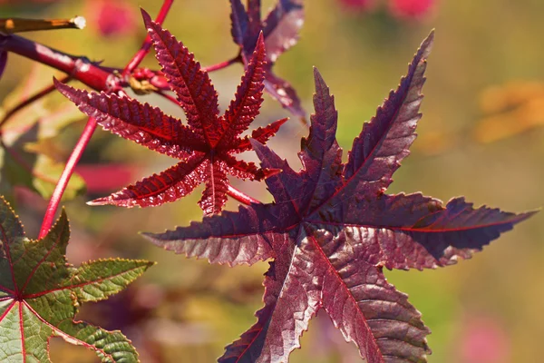 아주까리 잎 — 스톡 사진