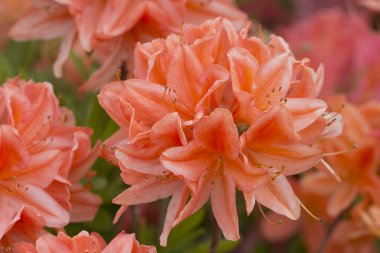 Turuncu açelya çiçekleri