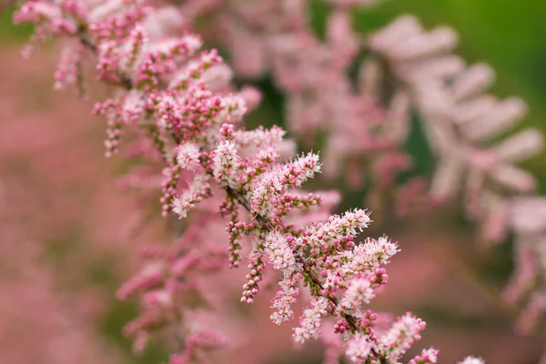 Grenar av blommande Tamarix — Stockfoto