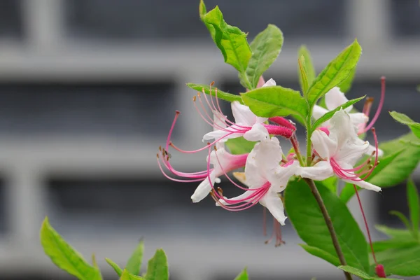 Flores brancas de Rhododendron — Fotografia de Stock
