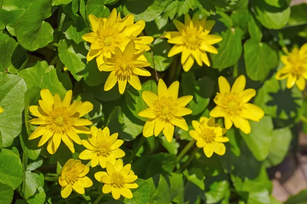 Petites fleurs de célandine — Photo