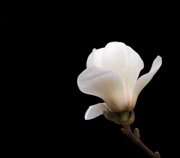 Magnolia blanca aislada en negro — Foto de Stock
